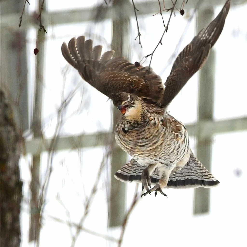 披肩榛鸡（Bonasa umbellus）