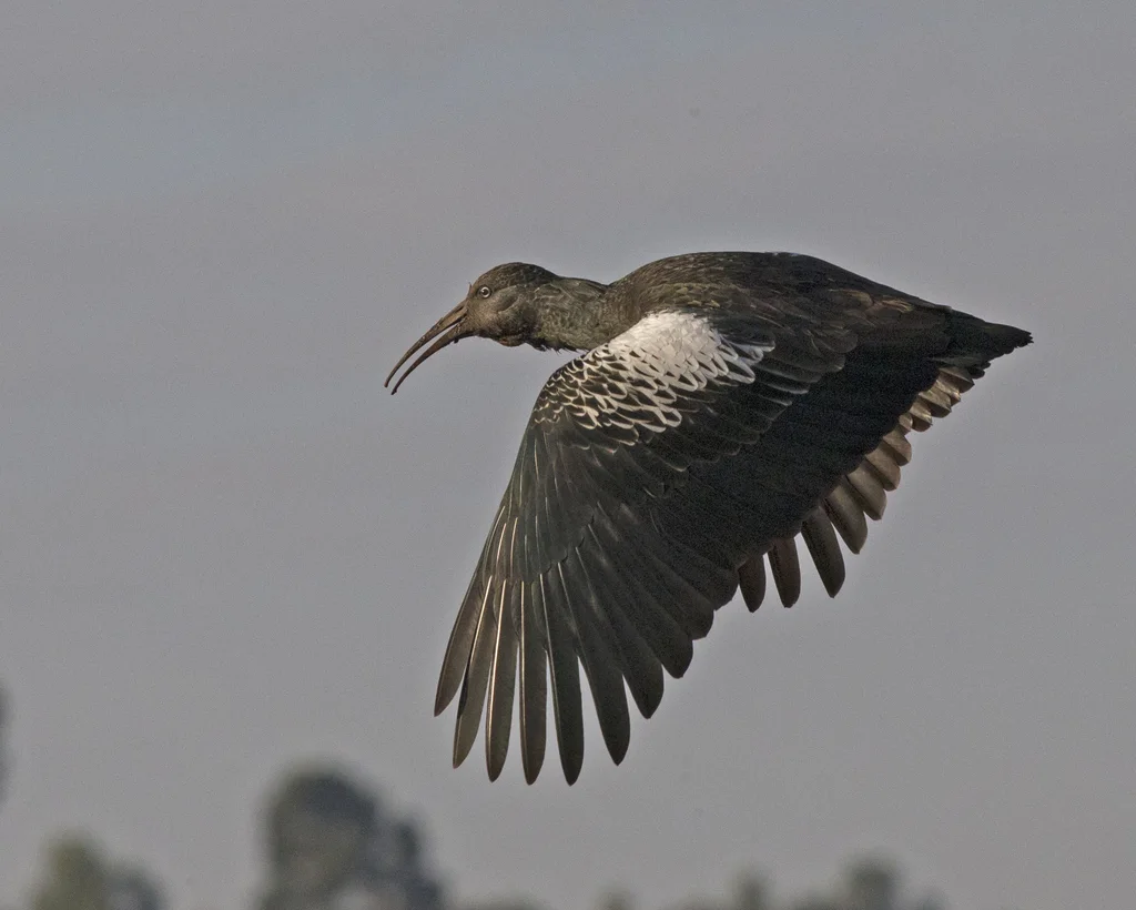 肉垂鹮（Bostrychia carunculata）