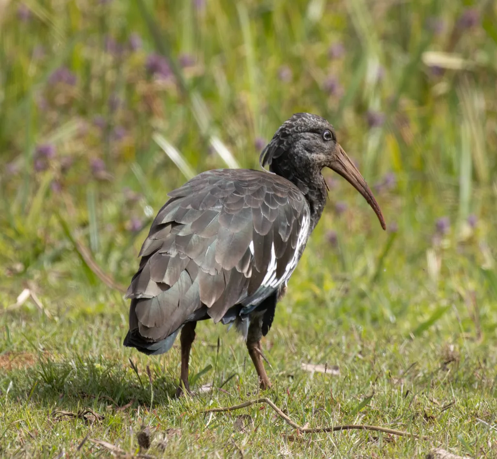肉垂鹮（Bostrychia carunculata）