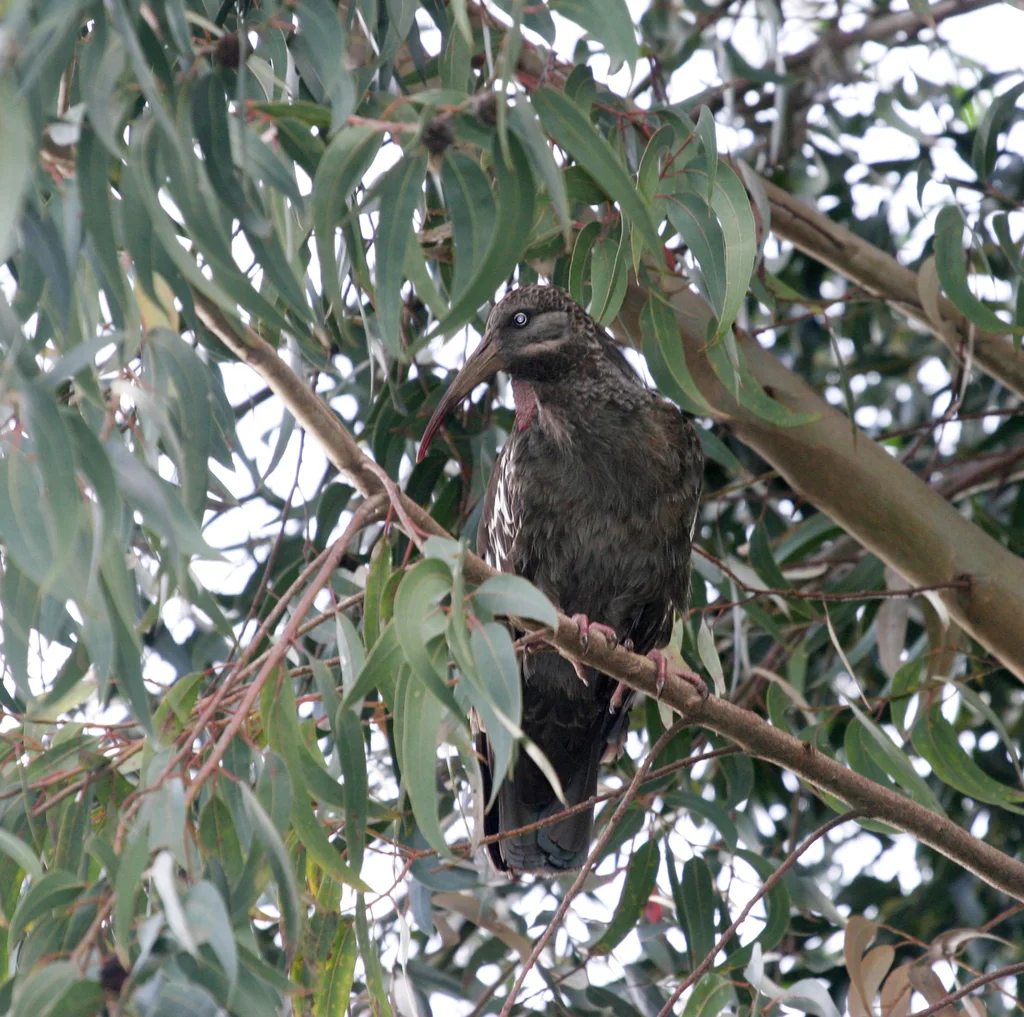 肉垂鹮（Bostrychia carunculata）
