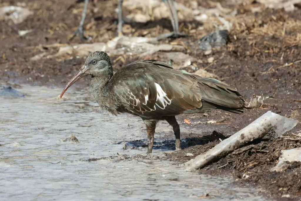 肉垂鹮（Bostrychia carunculata）