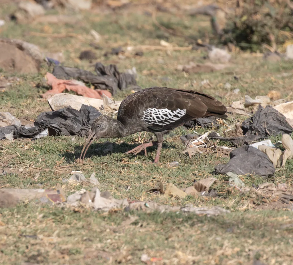 肉垂鹮（Bostrychia carunculata）