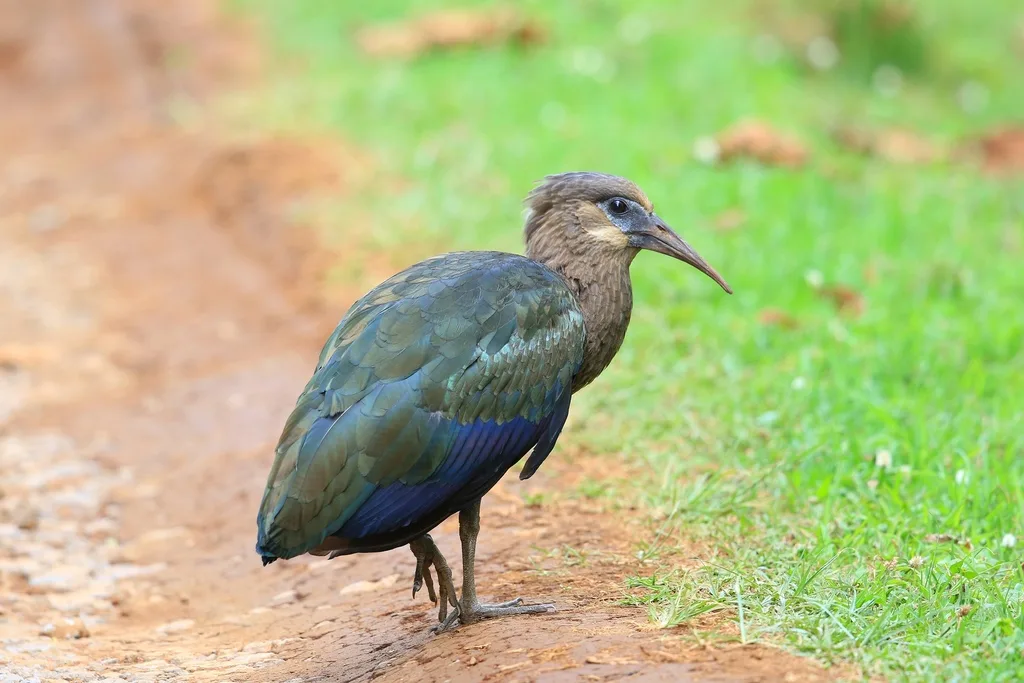 绿背鹮(Bostrychia olivacea)