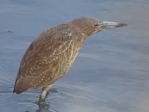 栗苇鳽