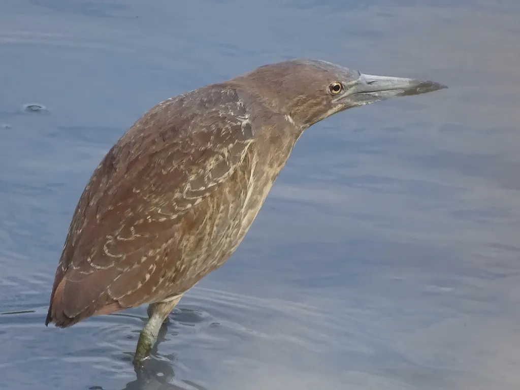 栗苇鳽(Botaurus cinnamomeus)