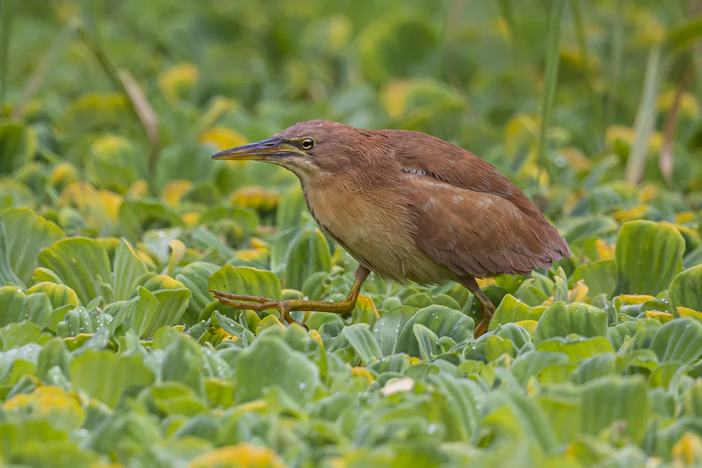 栗苇鳽(Botaurus cinnamomeus)