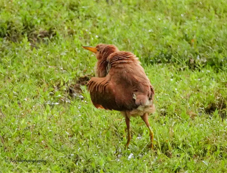 栗苇鳽(Botaurus cinnamomeus)