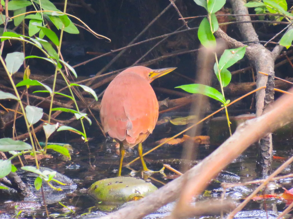栗苇鳽(Botaurus cinnamomeus)