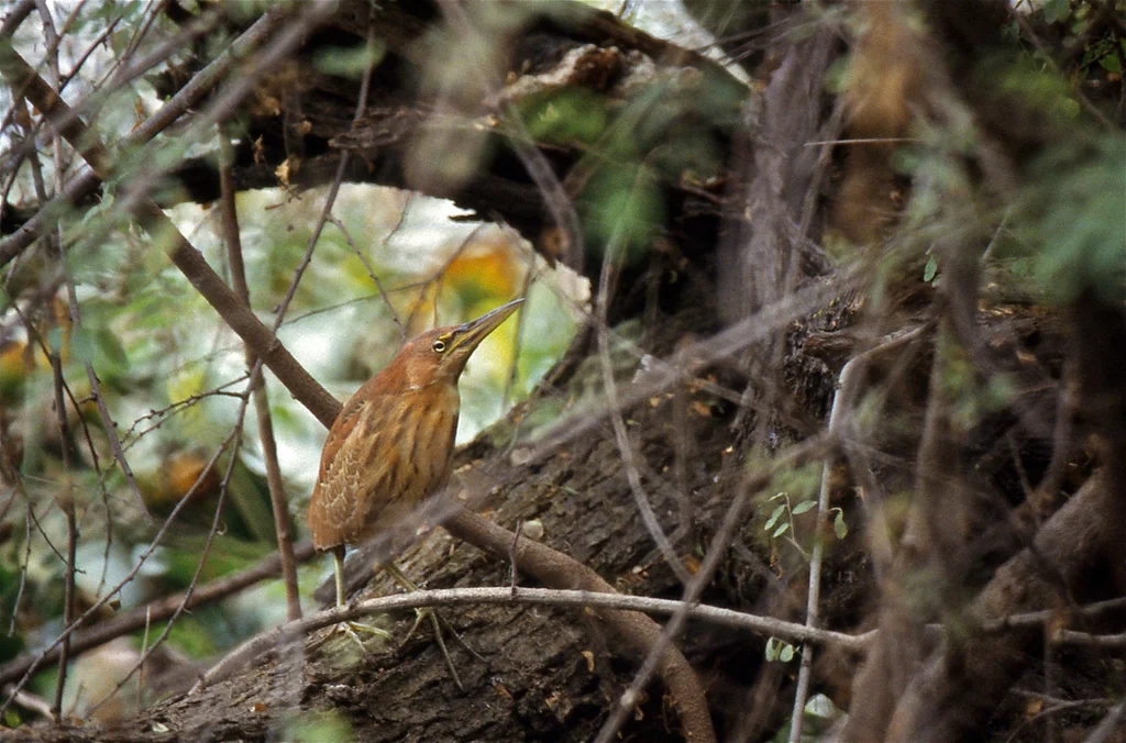 栗苇鳽(Botaurus cinnamomeus)