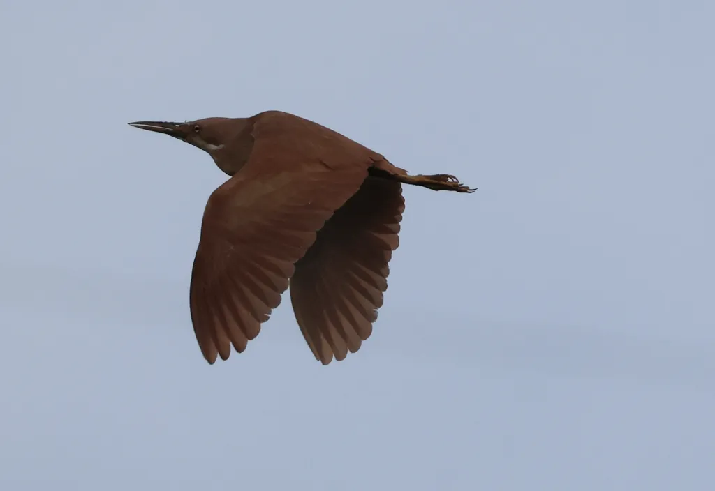栗苇鳽(Botaurus cinnamomeus)