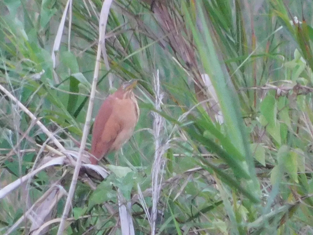 栗苇鳽(Botaurus cinnamomeus)
