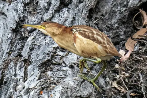 黑背苇鳽