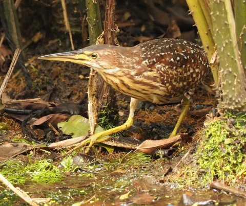 紫背苇鳽