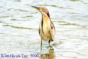 紫背苇鳽(Botaurus eurhythmus)