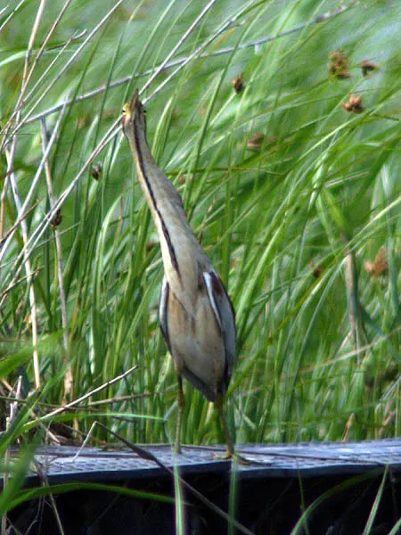 紫背苇鳽(Botaurus eurhythmus)