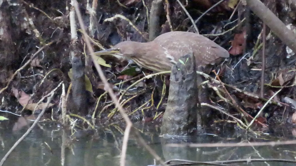 紫背苇鳽(Botaurus eurhythmus)