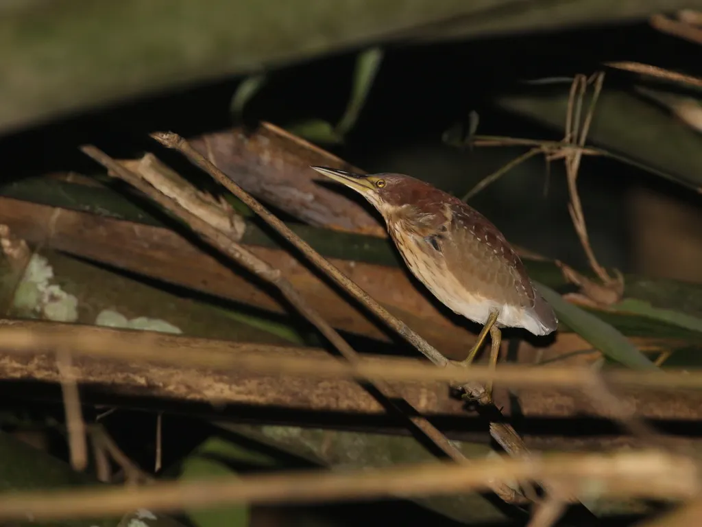 紫背苇鳽(Botaurus eurhythmus)