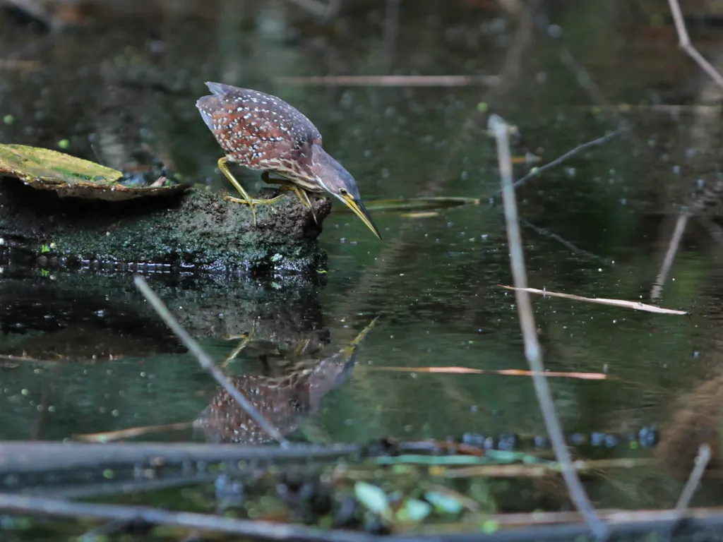 紫背苇鳽(Botaurus eurhythmus)
