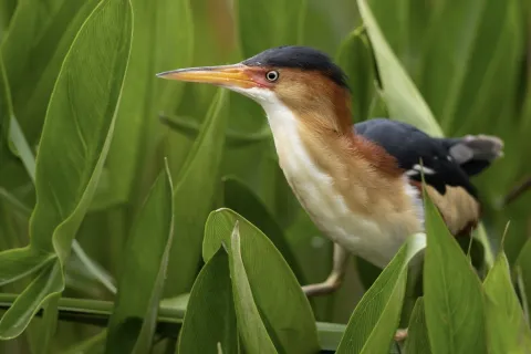 姬苇鳽