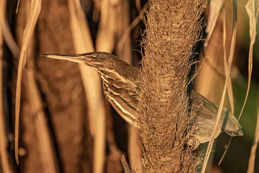 黑鳽(Botaurus flavicollis)