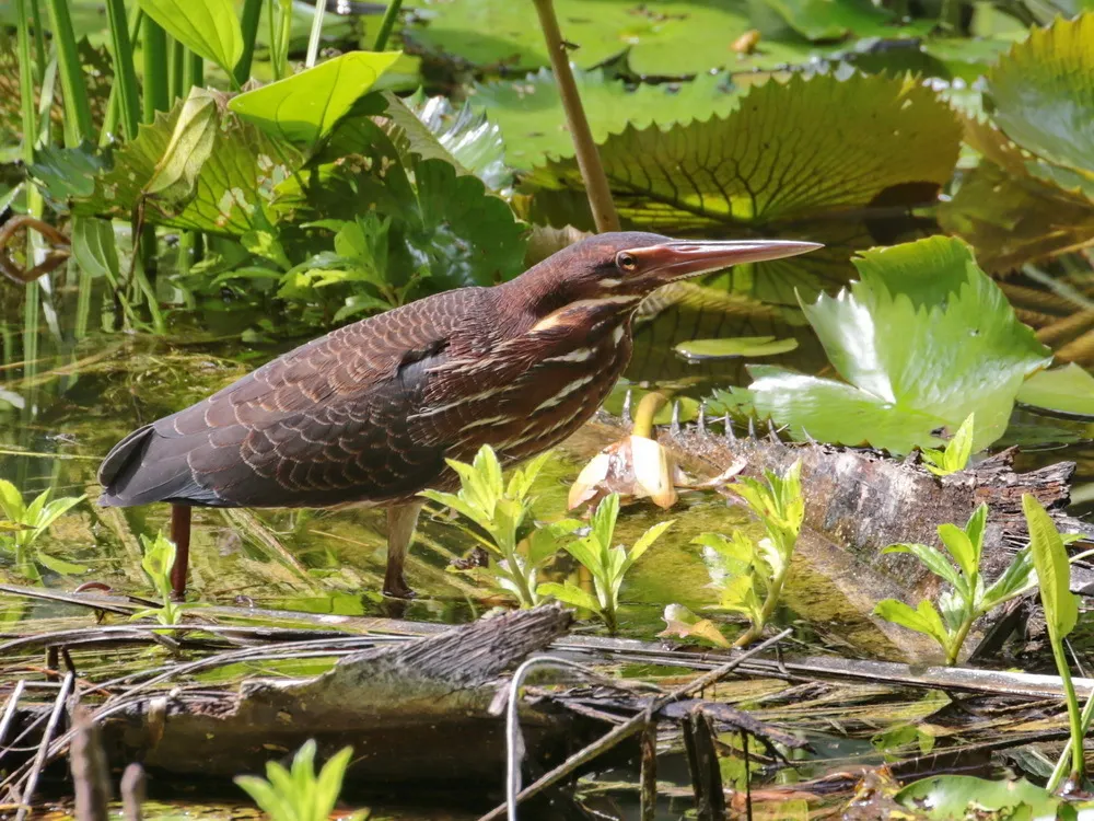 黑鳽(Botaurus flavicollis)