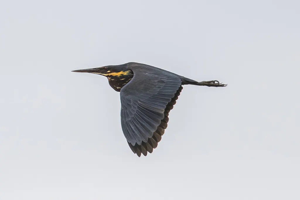 黑鳽(Botaurus flavicollis)