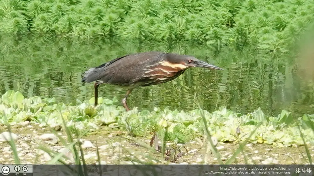 黑鳽(Botaurus flavicollis)