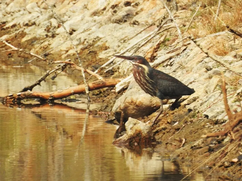 黑鳽(Botaurus flavicollis)