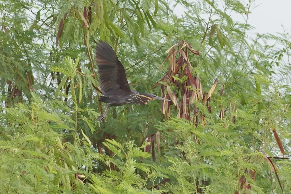 黑鳽(Botaurus flavicollis)