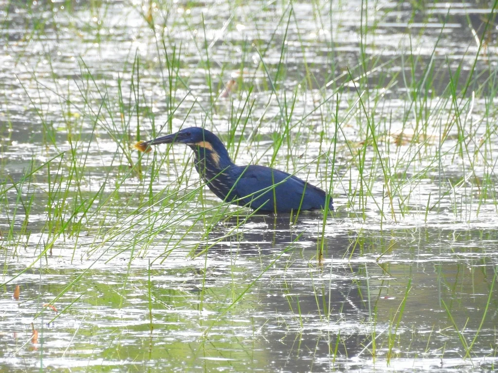 黑鳽(Botaurus flavicollis)