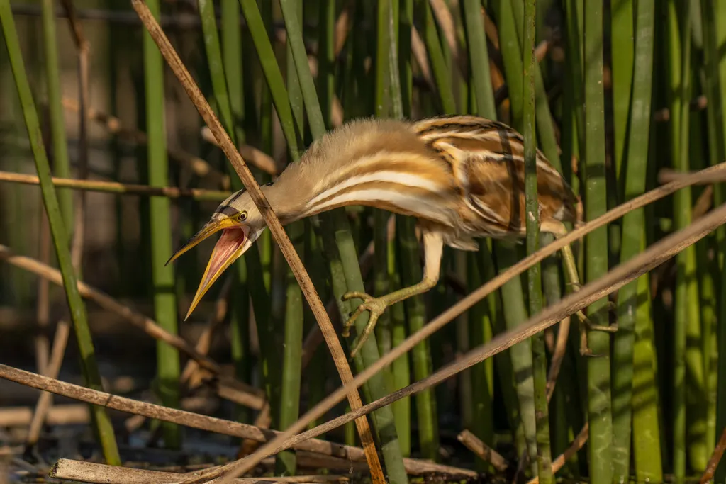 纹背苇鳽(Botaurus involucris)
