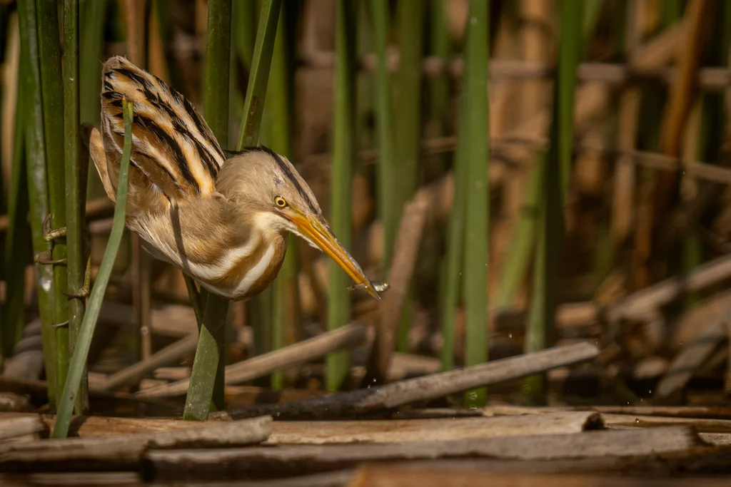 纹背苇鳽(Botaurus involucris)