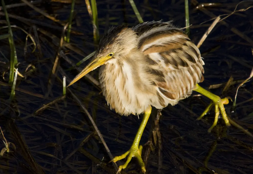 纹背苇鳽(Botaurus involucris)