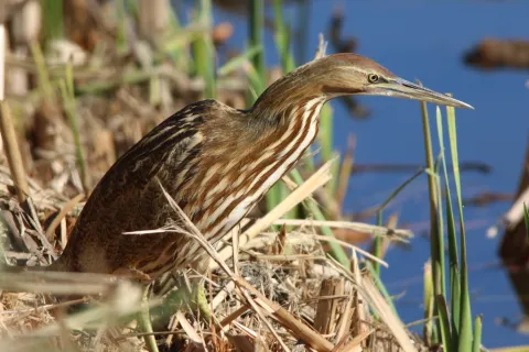 美洲麻鳽