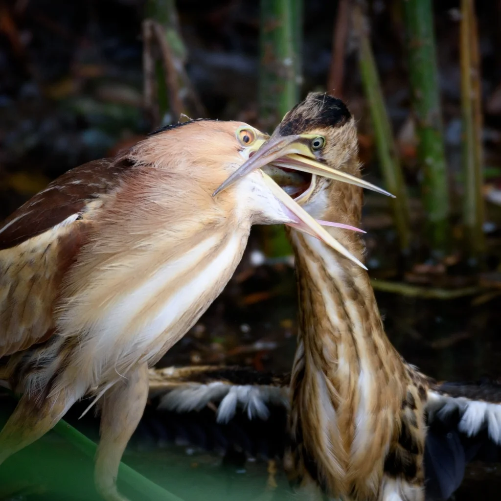 小苇鳽（Botaurus minutus）