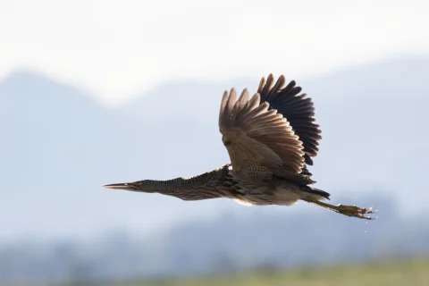大嘴麻鳽