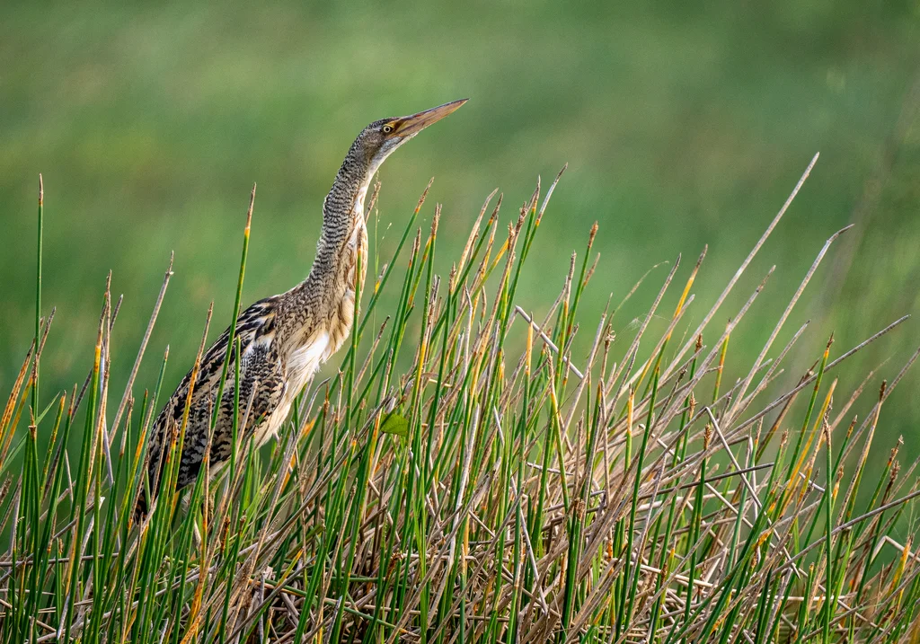 大嘴麻鳽(Botaurus pinnatus)