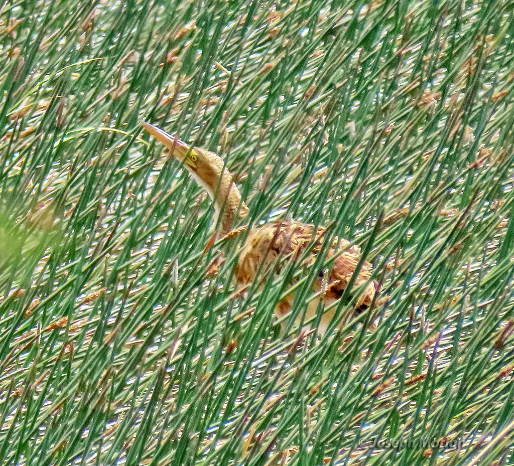 大嘴麻鳽(Botaurus pinnatus)