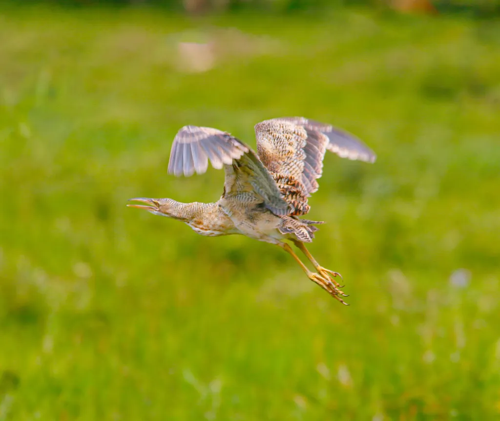 大嘴麻鳽(Botaurus pinnatus)