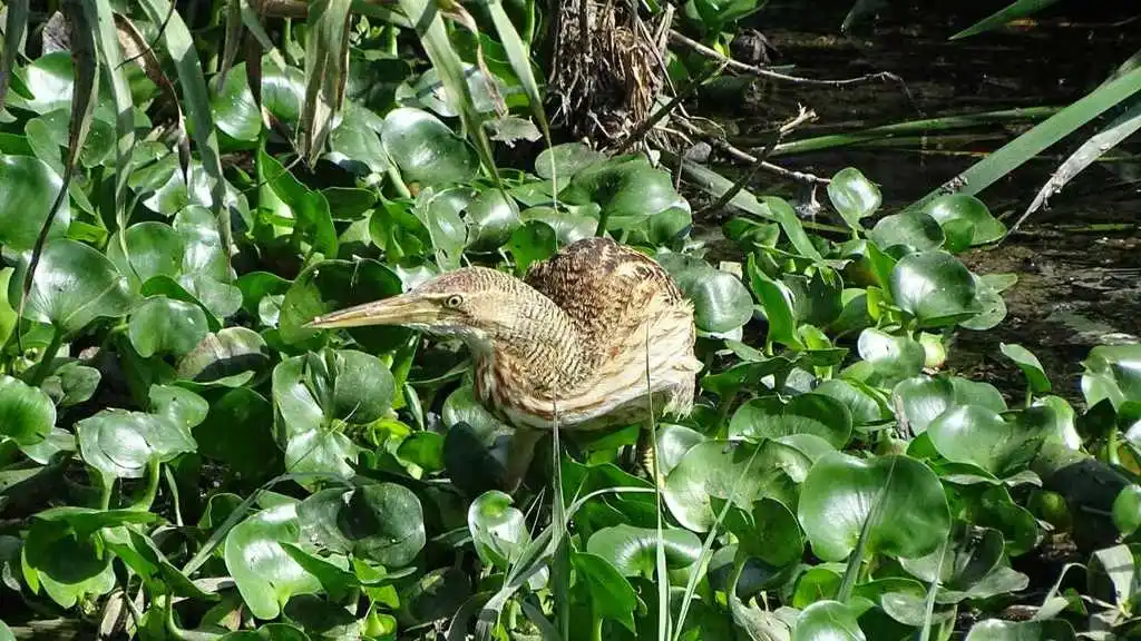 大嘴麻鳽(Botaurus pinnatus)
