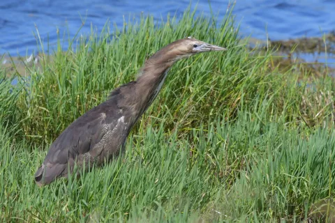 褐麻鳽