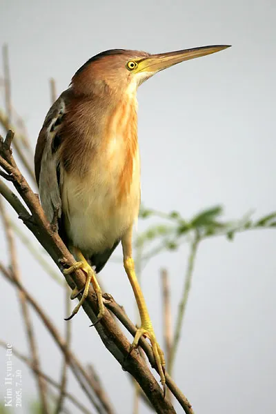 黄苇鳽(Botaurus sinensis)