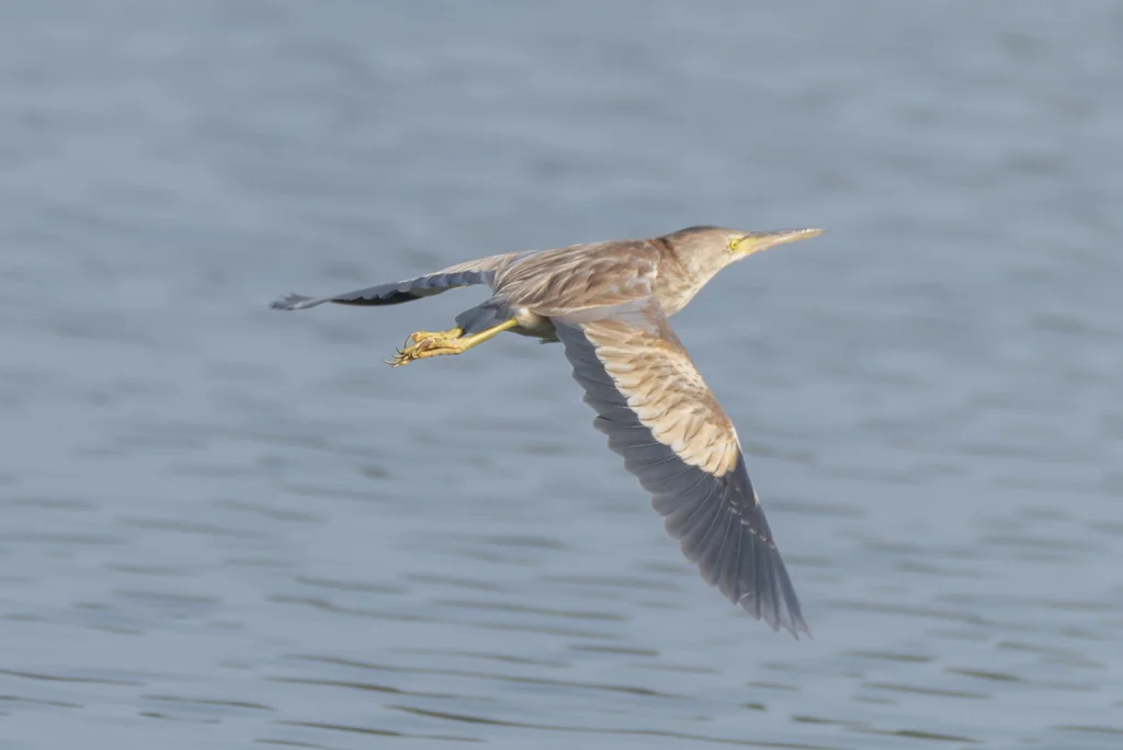 黄苇鳽(Botaurus sinensis)