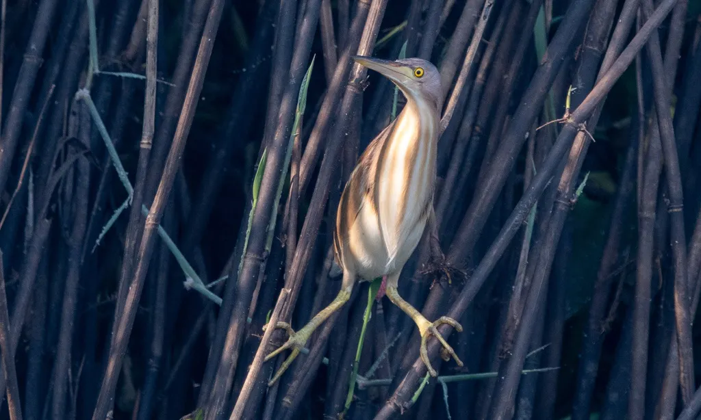 黄苇鳽(Botaurus sinensis)