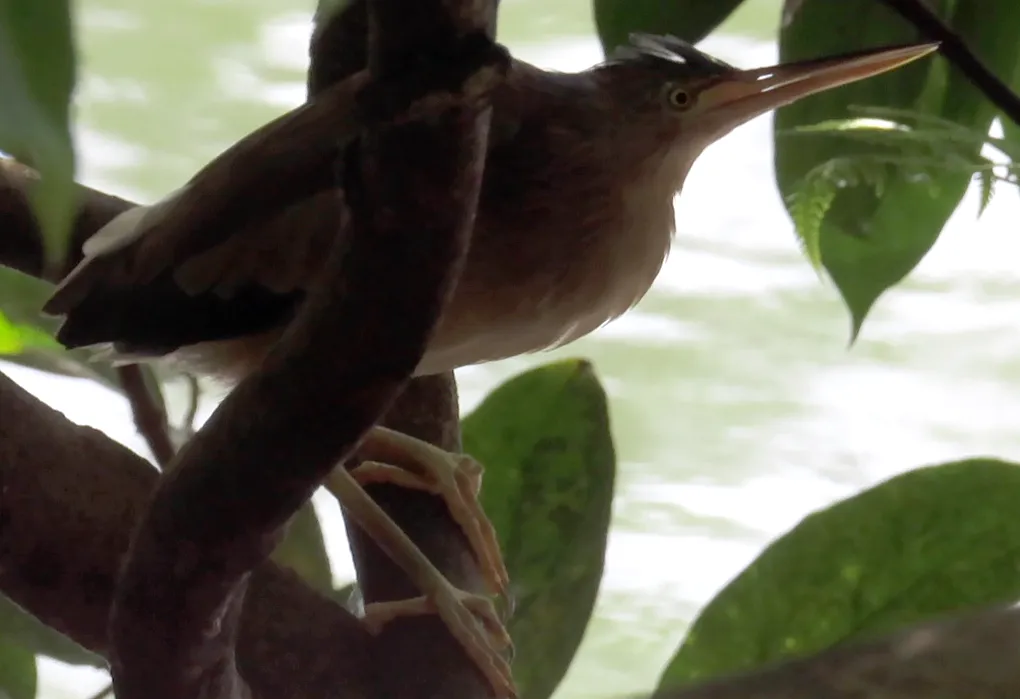 黄苇鳽(Botaurus sinensis)