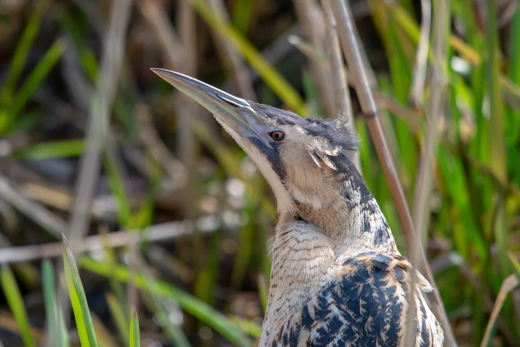 大麻鳽(Botaurus stellaris)