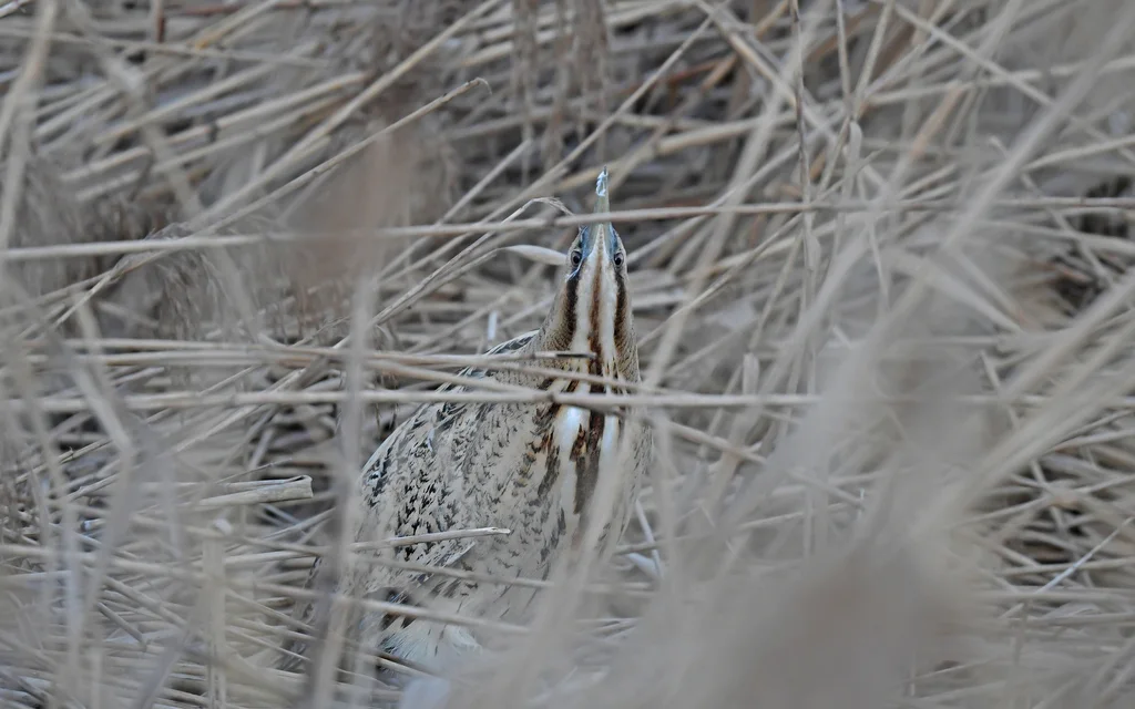 大麻鳽(Botaurus stellaris)