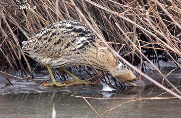 大麻鳽(Botaurus stellaris)