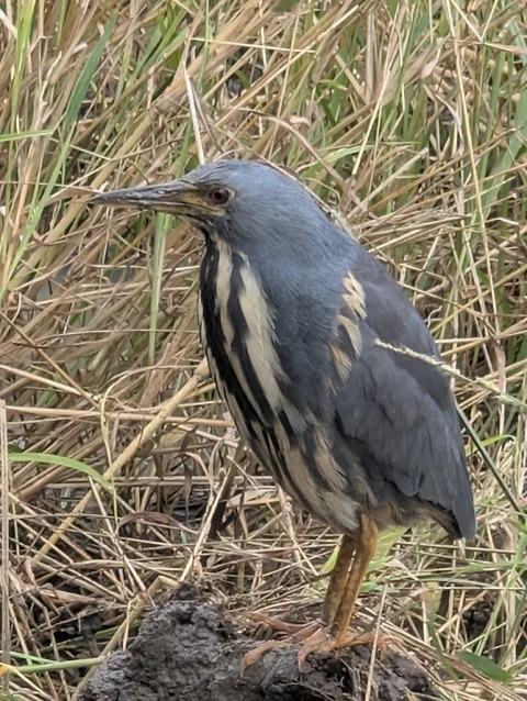 蓝苇鳽