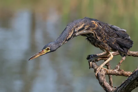 蓝苇鳽
